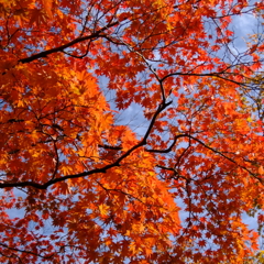 そろそろ紅葉の季節