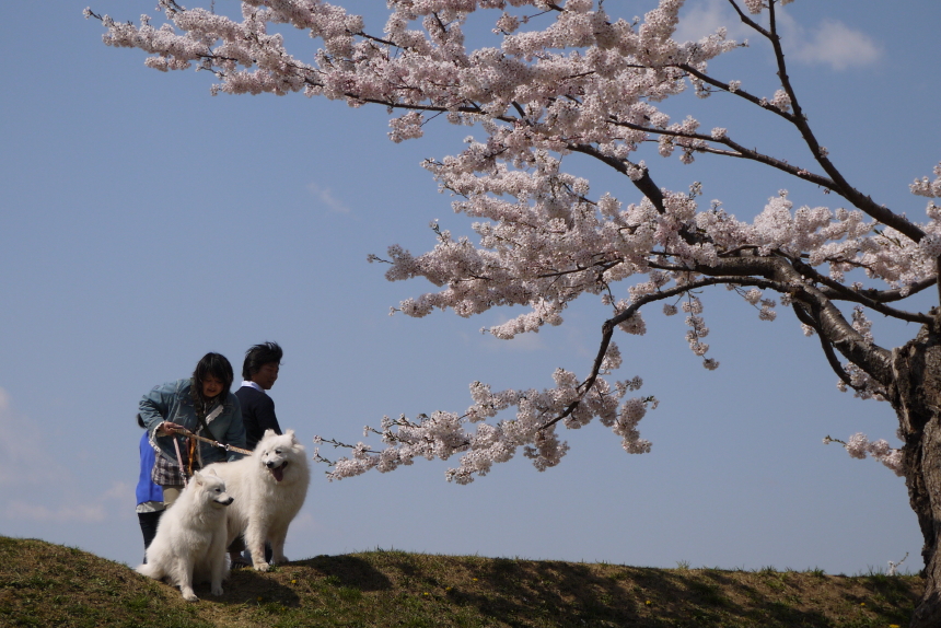 2014.5.4　五稜郭公園  2