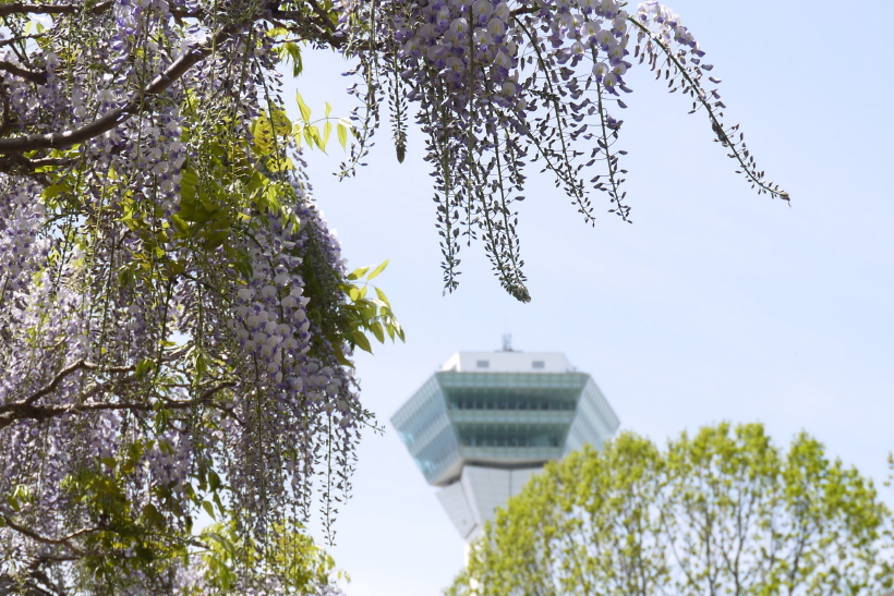 五稜郭公園の藤　１