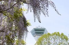 五稜郭公園の藤　１