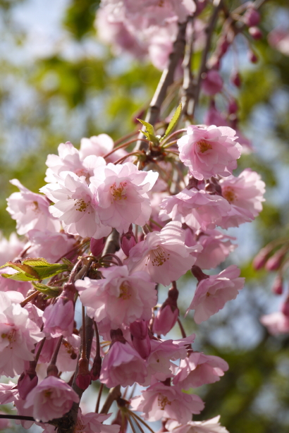枝垂桜　１