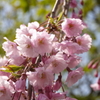 枝垂桜　１