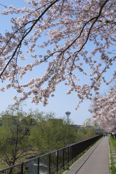 亀田川沿いの桜　４