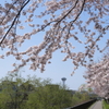 亀田川沿いの桜　４
