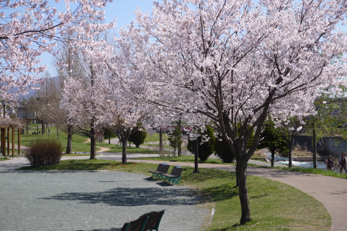 亀田川沿いの桜　３