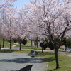亀田川沿いの桜　３