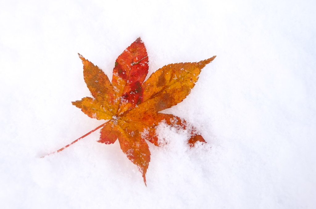 初雪ともみじ　２