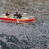 五稜郭公園のボートと桜１