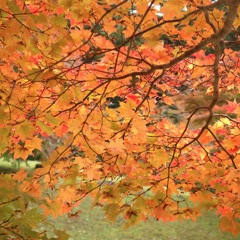 ダム公園の紅葉　２