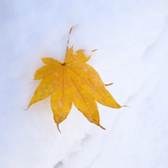 初雪ともみじ　