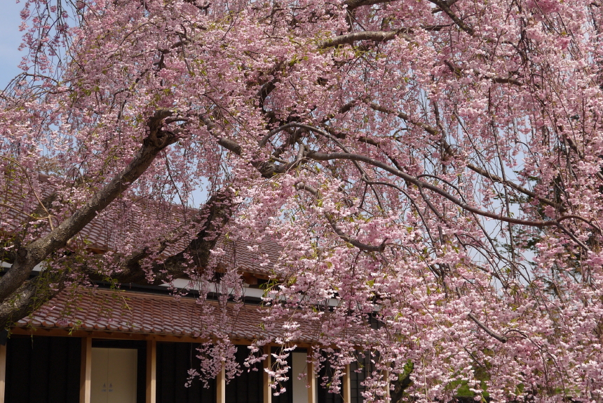 五稜郭公園の枝垂桜　５