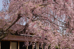 五稜郭公園の枝垂桜　５