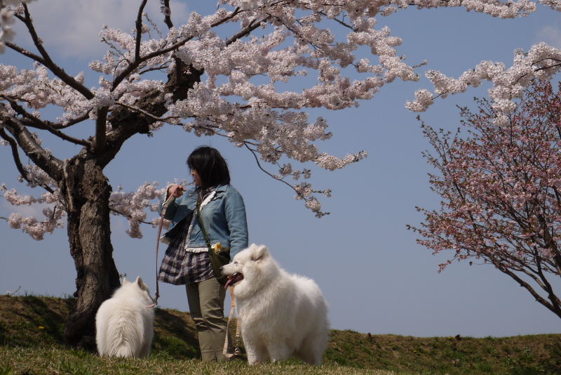 GWの桜　２