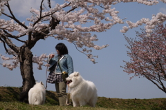 GWの桜　２