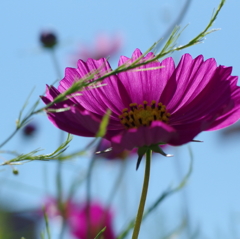 IMGP2851_1