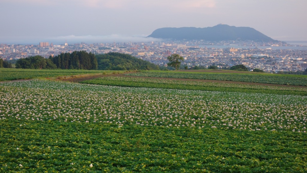 じゃが芋の花