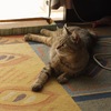 夕方の寛ぎタイム