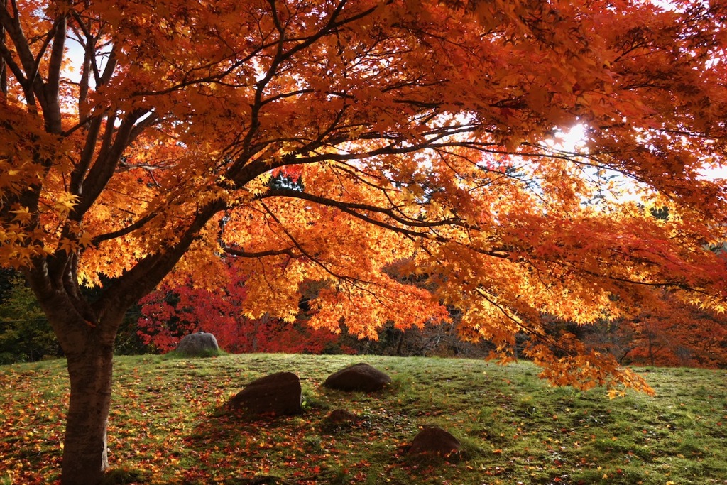 函館「中野ダム公園」の紅葉２