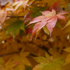 自宅の庭の紅葉