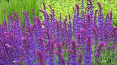 IMGP0455
