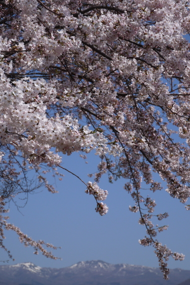 亀田川沿いの桜　１
