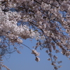 亀田川沿いの桜　１