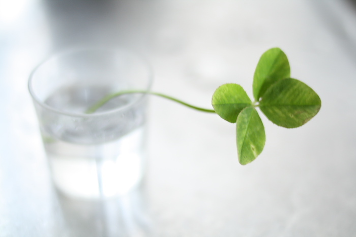 四葉のクローバー