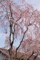 五稜郭公園の枝垂桜　４