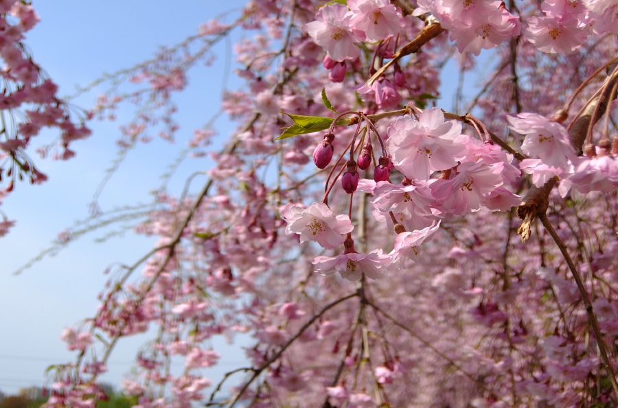 枝垂桜　２