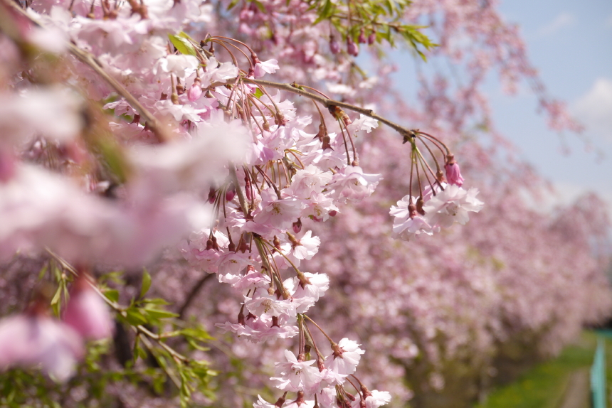 枝垂桜　２