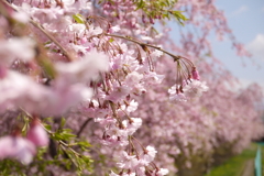 枝垂桜　２