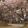 函館公園にて　３