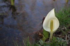 水芭蕉　１