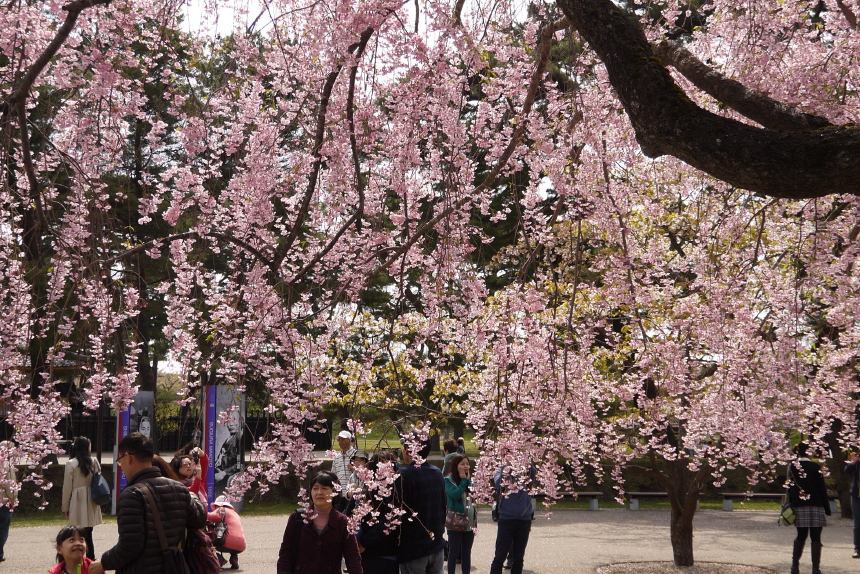 五稜郭公園の枝垂桜　１