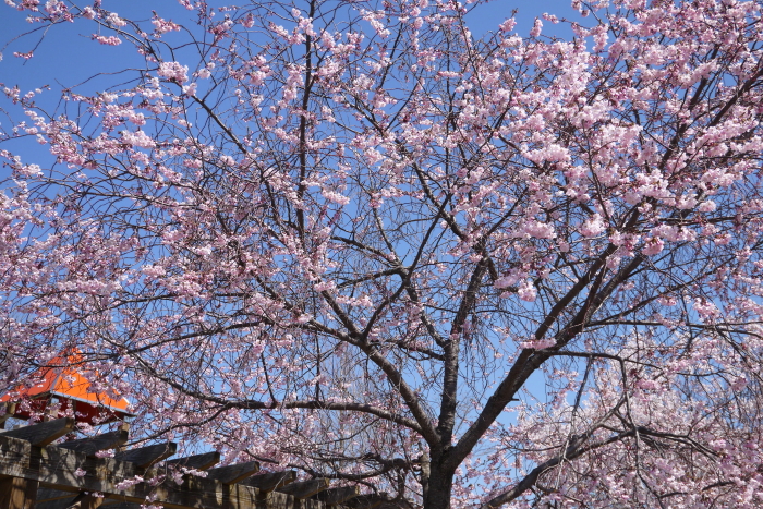 亀田川沿いの桜　２