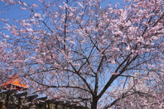 亀田川沿いの桜　２