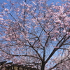 亀田川沿いの桜　２