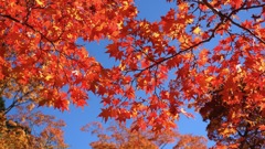 笹流れダム公園の紅葉１