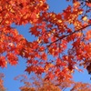 笹流れダム公園の紅葉１