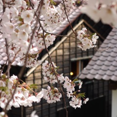 五稜郭公園の桜　2022−1