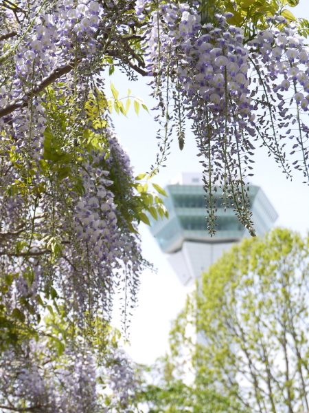 五稜郭公園の藤　４