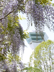 五稜郭公園の藤　４