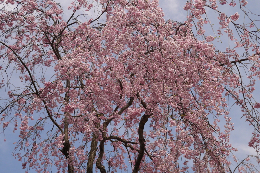 五稜郭公園の枝垂桜　３