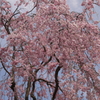 五稜郭公園の枝垂桜　３