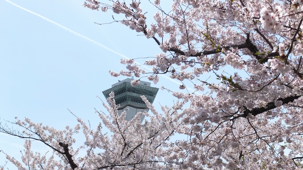 ケムトレイルと桜