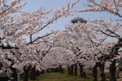 2014.5.4　五稜郭公園  5