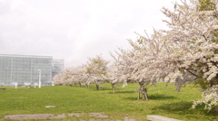 未来大学の桜　２