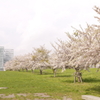 未来大学の桜　２