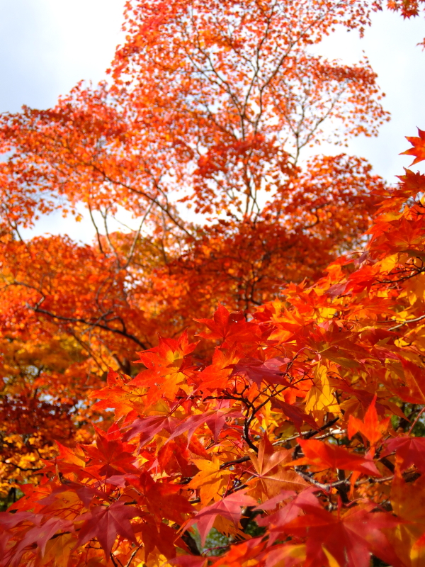 紅葉の季節
