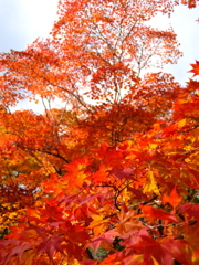 紅葉の季節